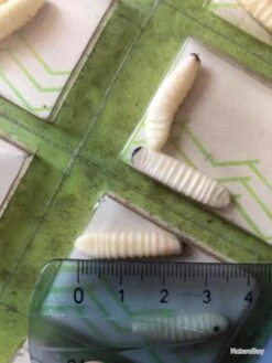 Twist 20 Vers De Bois Imitation Leurre Pêche Collection Ancien -Pêche Produits Magasin 00003 20 vers de bois imitation leurre peche collection ancien